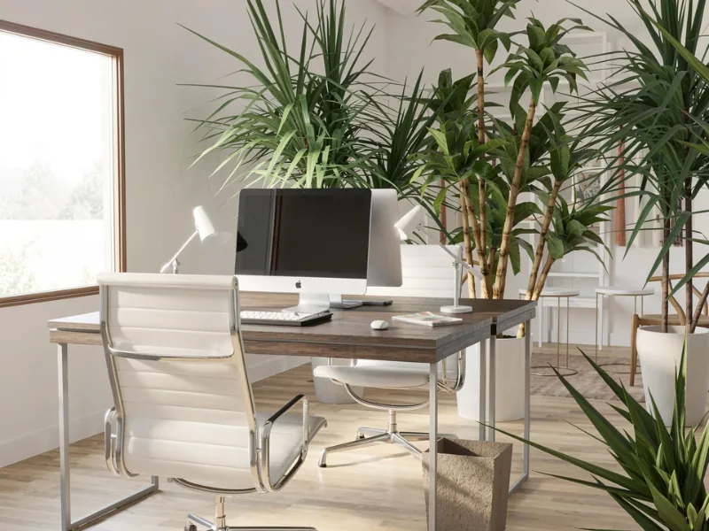 Bright home office with a wooden desk, large desktop computer, white leather chairs, and abundant tall green plants arranged around the workspace.